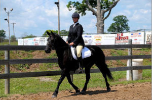 Cotton Under Saddle - Moriesian