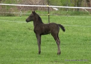 Moriesian Filly Izzy