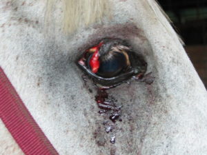 Horse Eyelid Injury