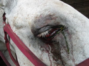 Horse Eyelid Sewn Up