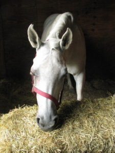 Drugged Horse Sleeping