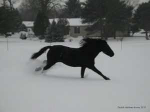 Moriesian Running In Snow