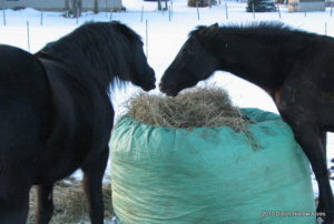 Pregnant Mare Vs Filly