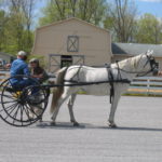 Arabian Horse Cart Cones Clinic