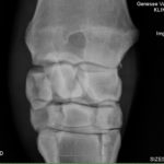Xray Horse Knee Blow Out