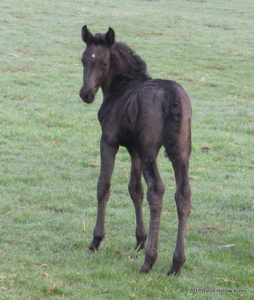 2011 Moriesian Filly