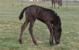 Moriesian Filly